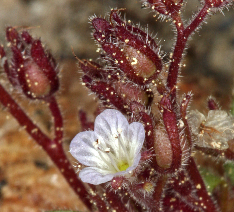 Image of Eisen's phacelia