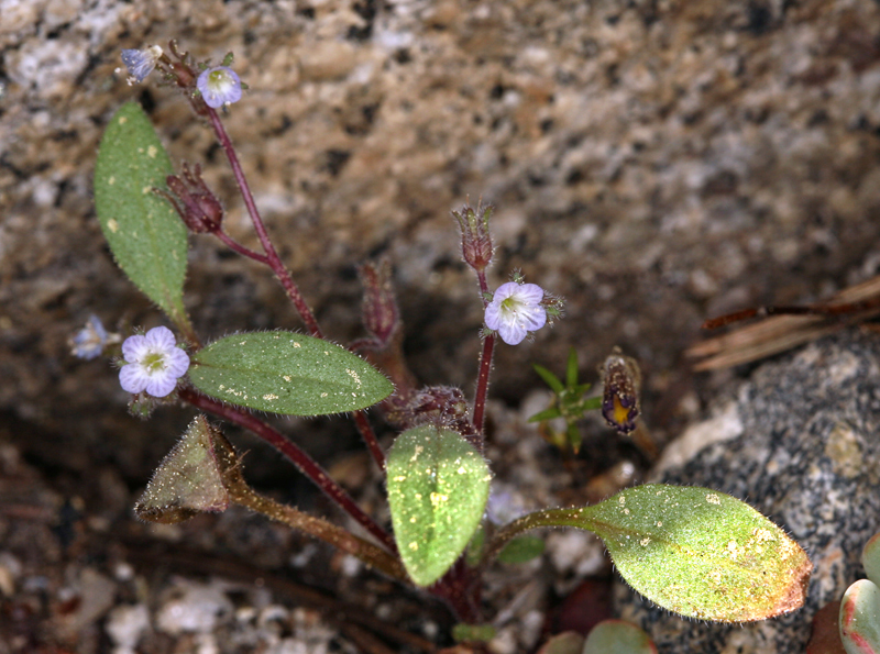 Image of Eisen's phacelia