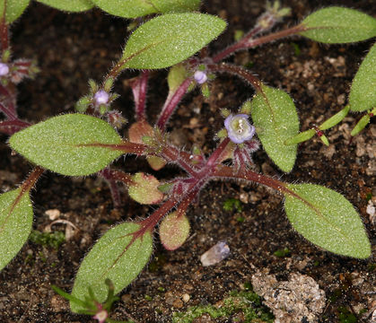 Image of Eisen's phacelia