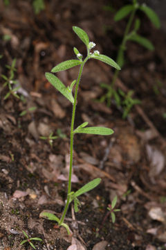 Слика од Cryptantha affinis (A. Gray) Greene