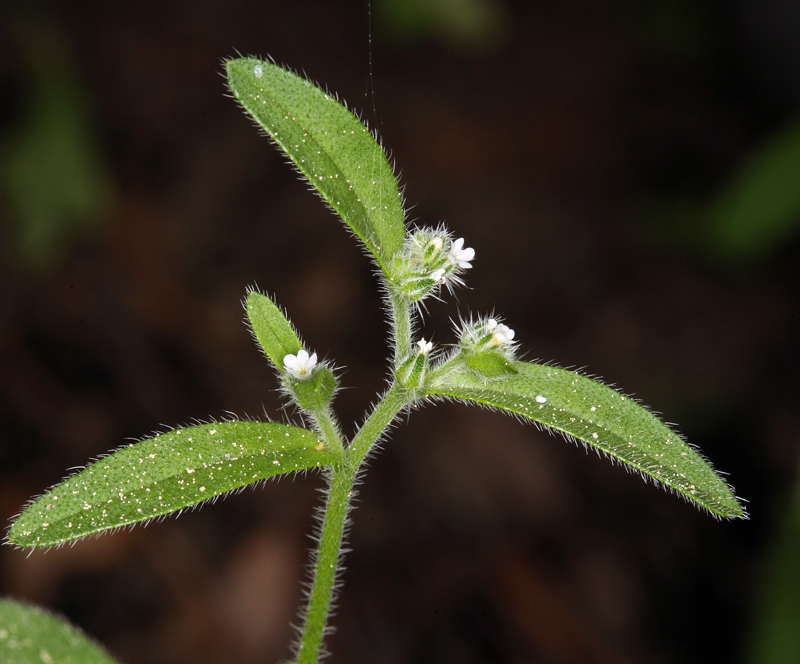 Слика од Cryptantha affinis (A. Gray) Greene