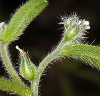 Слика од Cryptantha affinis (A. Gray) Greene