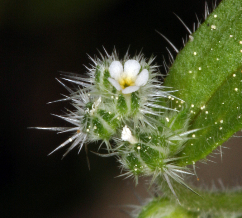 Слика од Cryptantha affinis (A. Gray) Greene