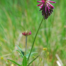 Image of <i>Trifolium longipes</i> ssp. <i>neurophyllum</i>