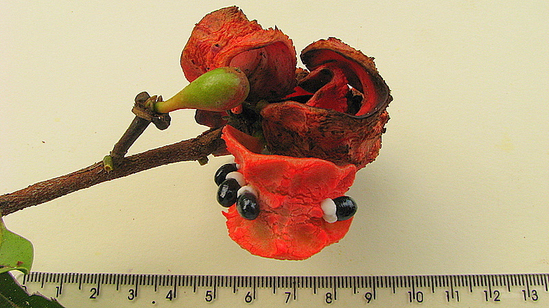 Sivun Xylopia laevigata (Mart.) R. E. Fr. kuva