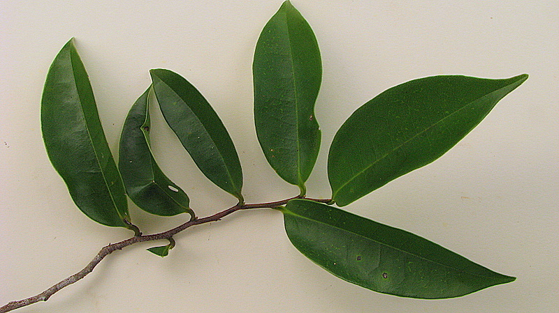 Image of Xylopia laevigata (Mart.) R. E. Fr.