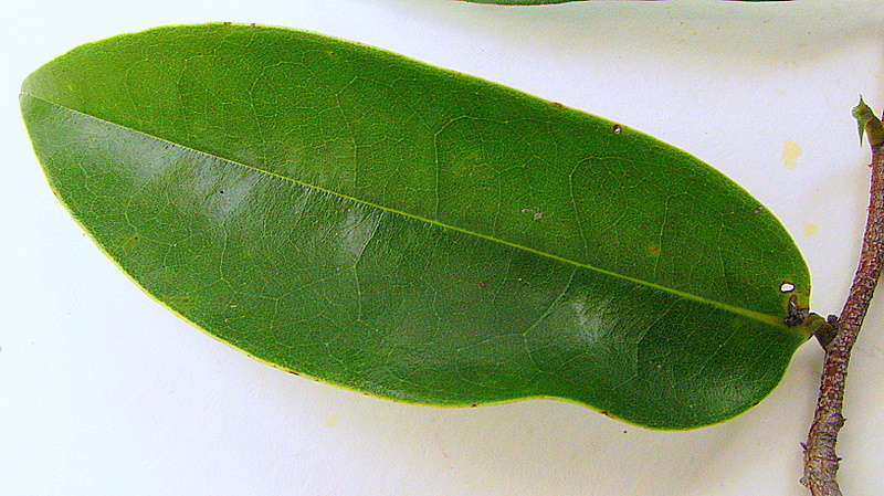 Image of Xylopia laevigata (Mart.) R. E. Fr.