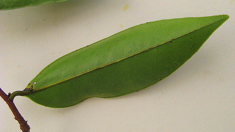 Image of Xylopia laevigata (Mart.) R. E. Fr.