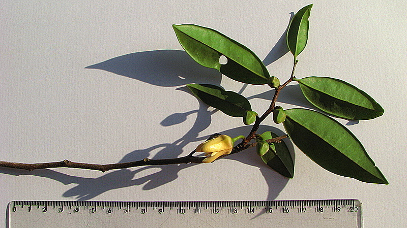 Image of Xylopia laevigata (Mart.) R. E. Fr.