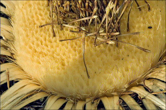 Imagem de Carlina acanthifolia subsp. utzka (Hacq.) H. Meusel & A. Kästner