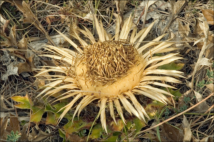 Imagem de Carlina acanthifolia subsp. utzka (Hacq.) H. Meusel & A. Kästner