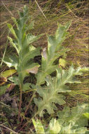 Image of Carlina acanthifolia subsp. utzka (Hacq.) H. Meusel & A. Kästner
