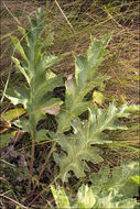 Imagem de Carlina acanthifolia subsp. utzka (Hacq.) H. Meusel & A. Kästner