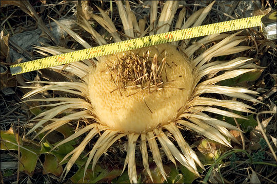 Imagem de Carlina acanthifolia subsp. utzka (Hacq.) H. Meusel & A. Kästner