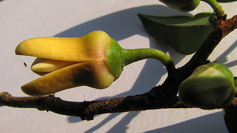 Image of Xylopia laevigata (Mart.) R. E. Fr.