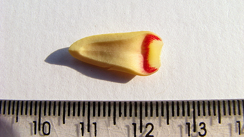 Image of Xylopia laevigata (Mart.) R. E. Fr.