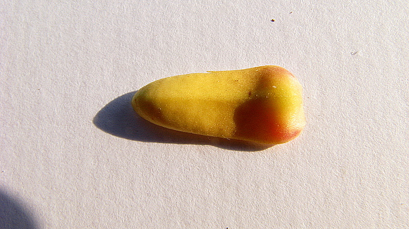 Image of Xylopia laevigata (Mart.) R. E. Fr.