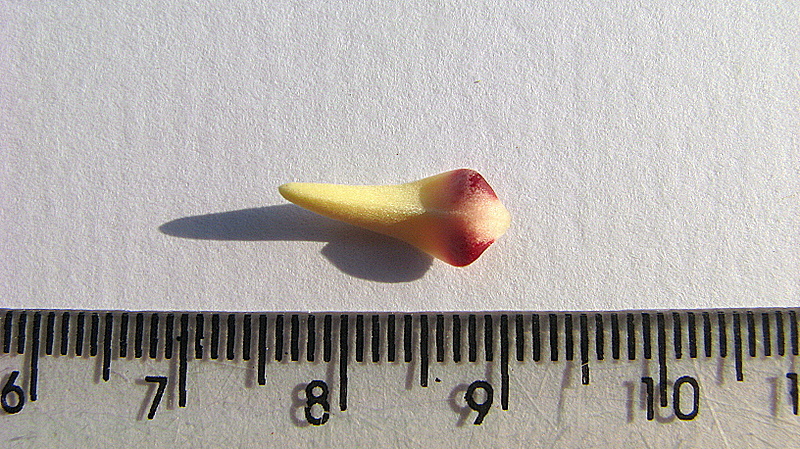 Image of Xylopia laevigata (Mart.) R. E. Fr.