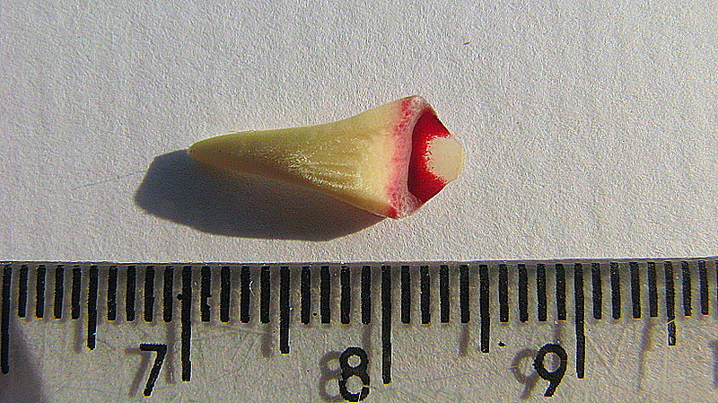 Image of Xylopia laevigata (Mart.) R. E. Fr.