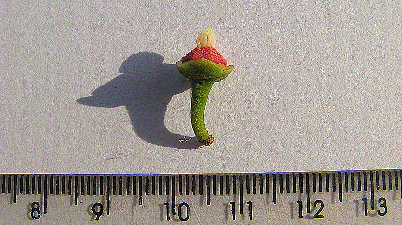 Image of Xylopia laevigata (Mart.) R. E. Fr.