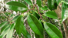 Image of Xylopia laevigata (Mart.) R. E. Fr.