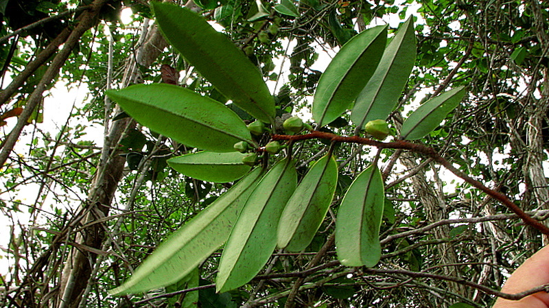 Image of Xylopia laevigata (Mart.) R. E. Fr.