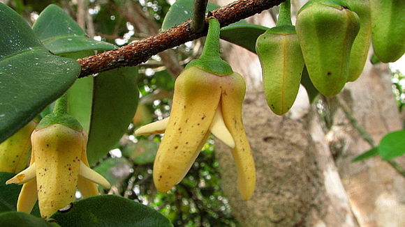 Image of Xylopia laevigata (Mart.) R. E. Fr.