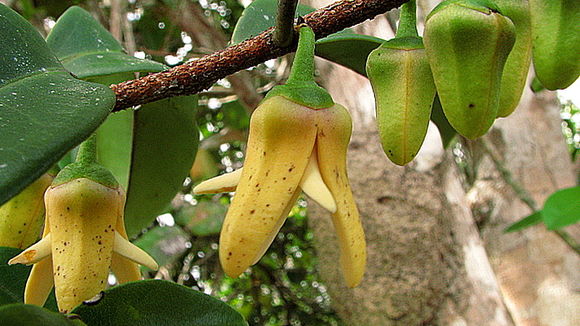 Image of Xylopia laevigata (Mart.) R. E. Fr.