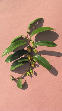 Image of Xylopia laevigata (Mart.) R. E. Fr.