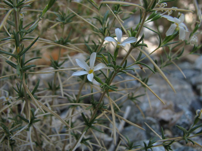 Image of <i>Leptosiphon floribundus</i> ssp. <i>hallii</i>