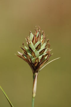 Image of Buxbaum's sedge