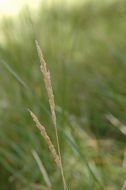 Image of prairie wedgescale