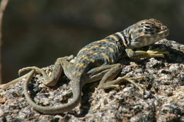 Image of Great Basin Collared Lizard