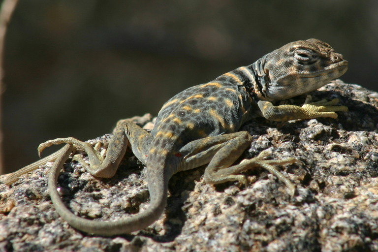 Image de Crotaphytus bicinctores Smith & Tanner 1972