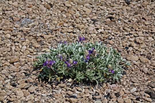 Image of Mono Lake lupine