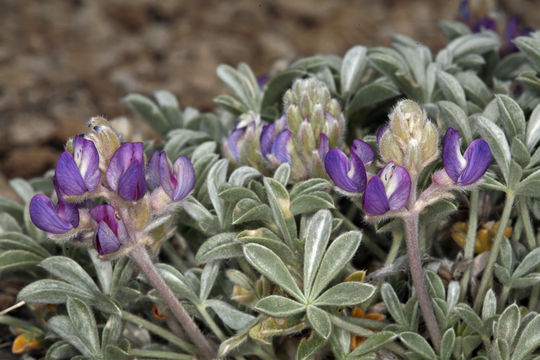 Image of Mono Lake lupine