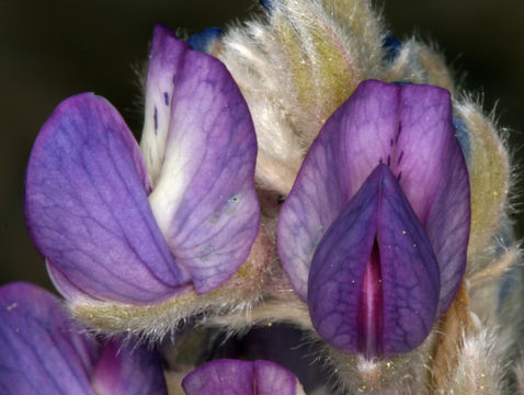 Image of Mono Lake lupine