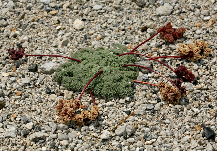 Image of <i>Cymopterus cinerarius</i>