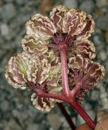 Image of <i>Cymopterus cinerarius</i>