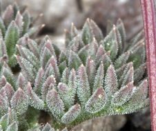 Image of <i>Cymopterus cinerarius</i>