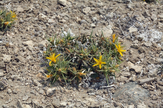 Image of Torrey's blazingstar