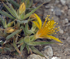 Image of Torrey's blazingstar