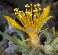 Image of Torrey's blazingstar