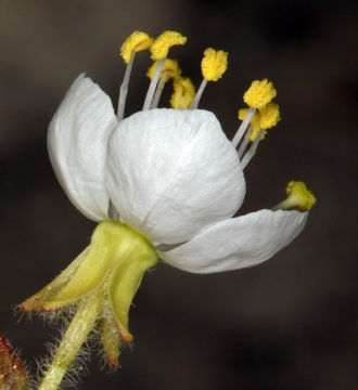 Imagem de <i>Eremothera <i>boothii</i></i> ssp. boothii