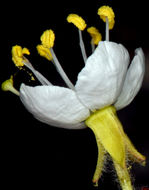 Image of <i>Eremothera <i>boothii</i></i> ssp. boothii