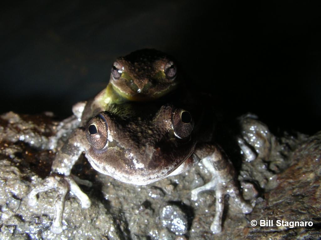 Image of Northern Pacific Treefrog