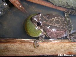 Image of Northern Pacific Treefrog