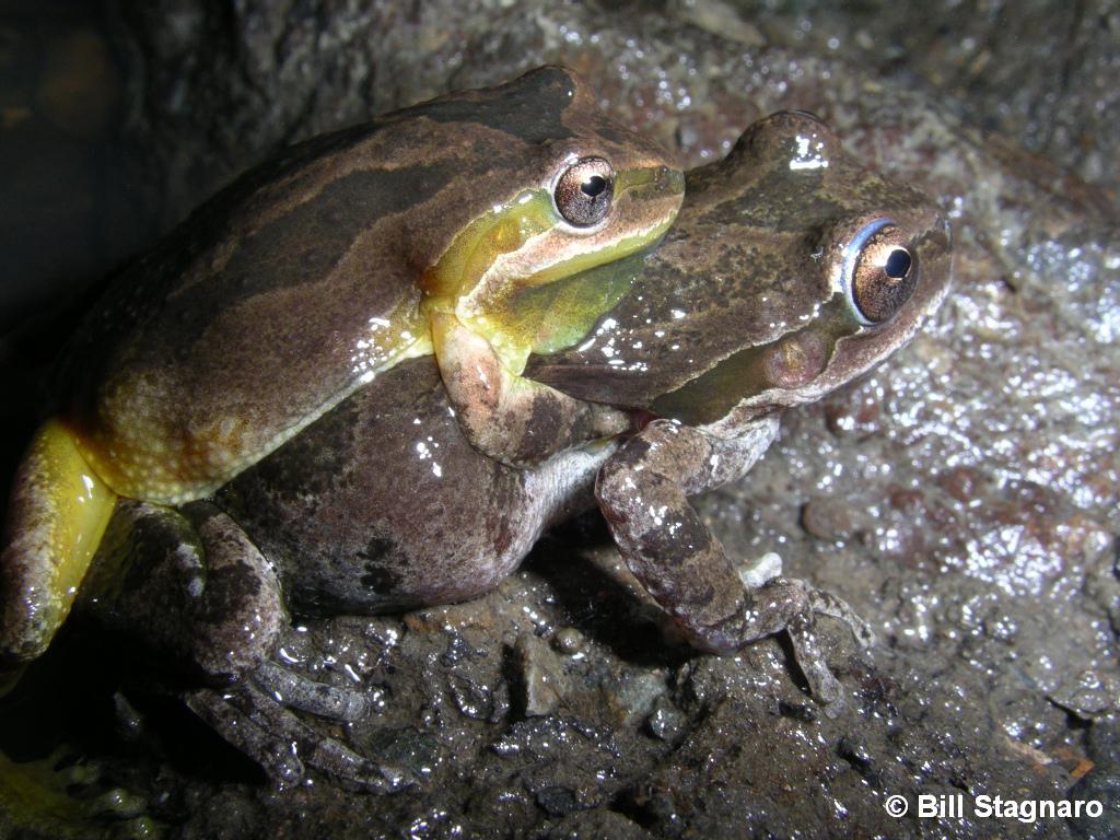 Image of Northern Pacific Treefrog