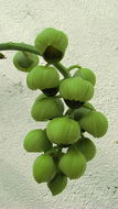Image of Catasetum luridum (Link) Lindl.