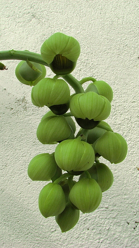 Image de Catasetum luridum (Link) Lindl.